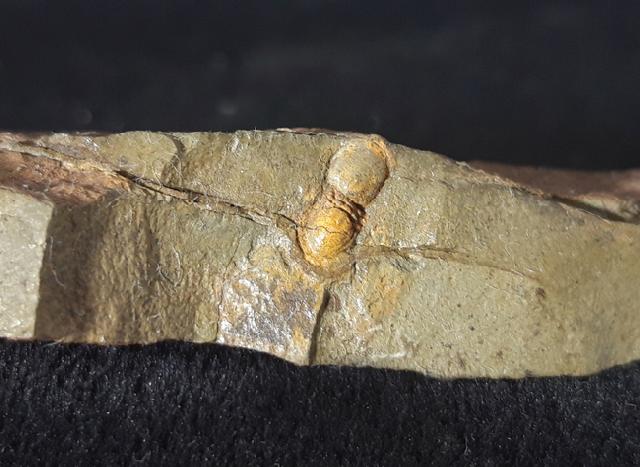 Geragnostus occitanus HOWELL 1935 - Bild &copy; FossNet FossilienStore